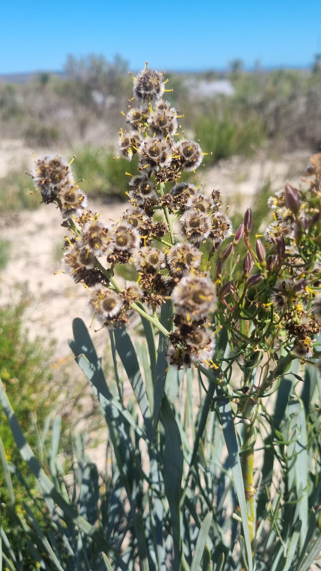 latifolia